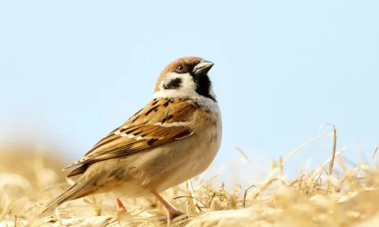 Book Excerpt: When Communist China Waged War on Little Brown Birds