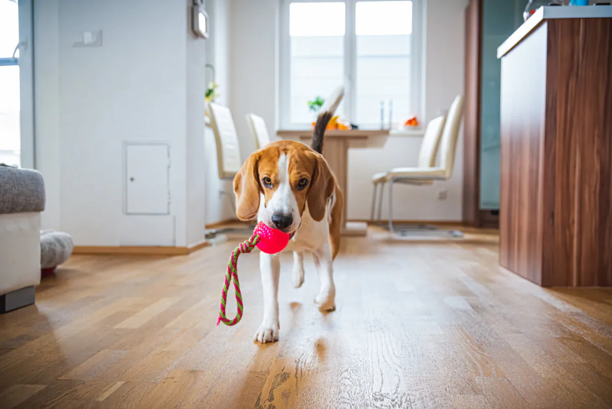 A tired dog is a good dog. (Przemek Iciak/Shutterstock)