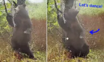 Hilarious Video: Wildlife Camera Captures Bear ‘Dancing’ in a Forest While Scratching Its Back