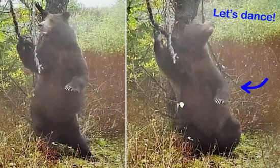 Hilarious Video: Wildlife Camera Captures Bear 'Dancing' in a Forest While Scratching Its Back