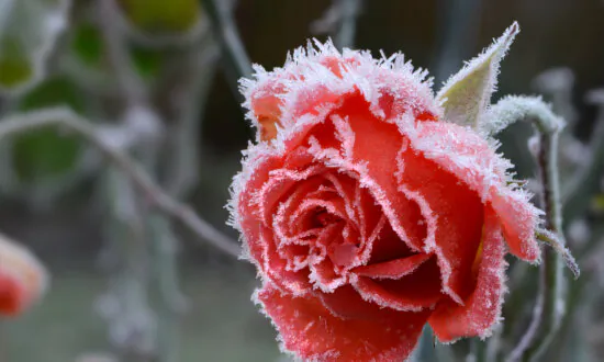 Frosted Houseplants