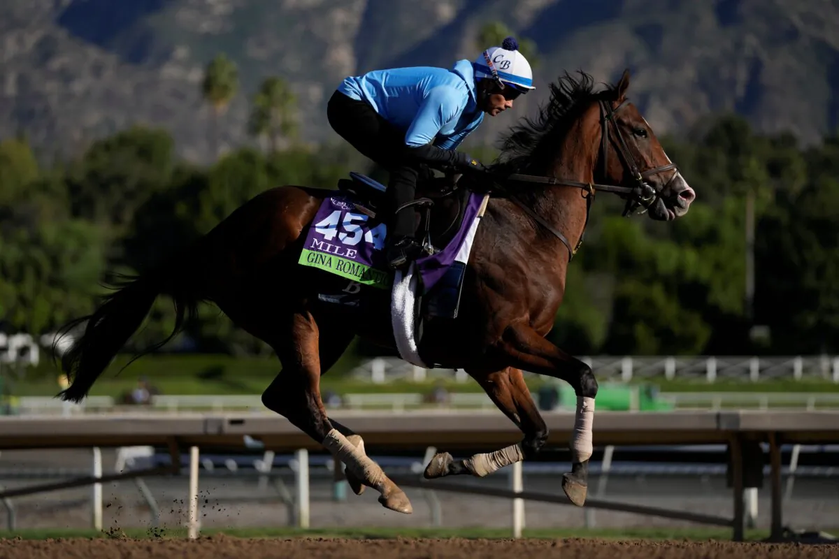 Gina Romantic works out ahead of the Breeders' Cup horse race in Arcadia, Calif., on Nov. 1, 2023. (Ashley Landis/AP Photo)