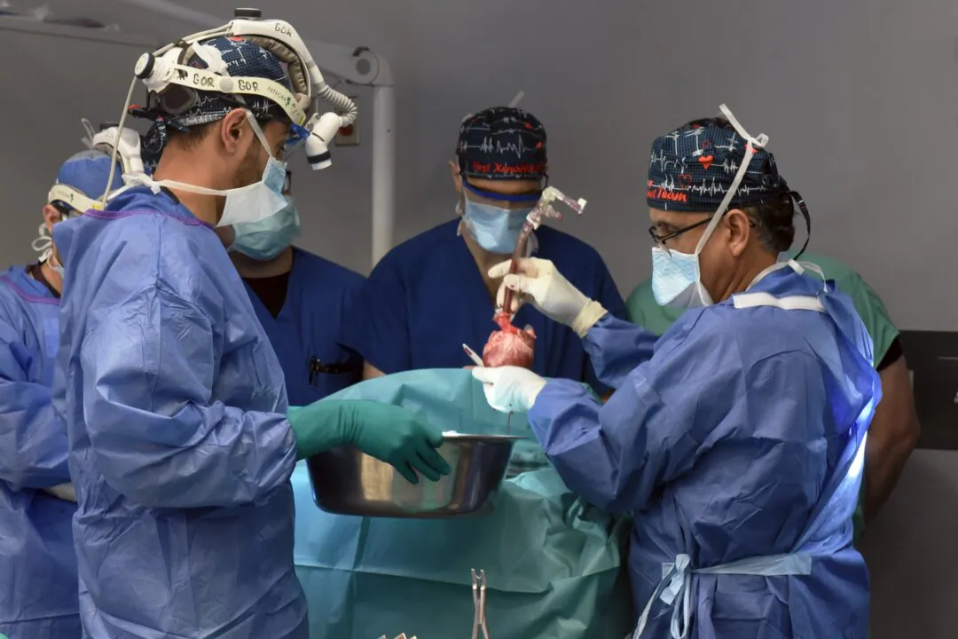In an operating room at the University of Maryland Medical Center, surgeons transfer a genetically modified pig heart to the operative field for transplant, in Baltimore, Maryland, on Sept. 20, 2023. (Courtesy of University of Maryland School of Medicine)