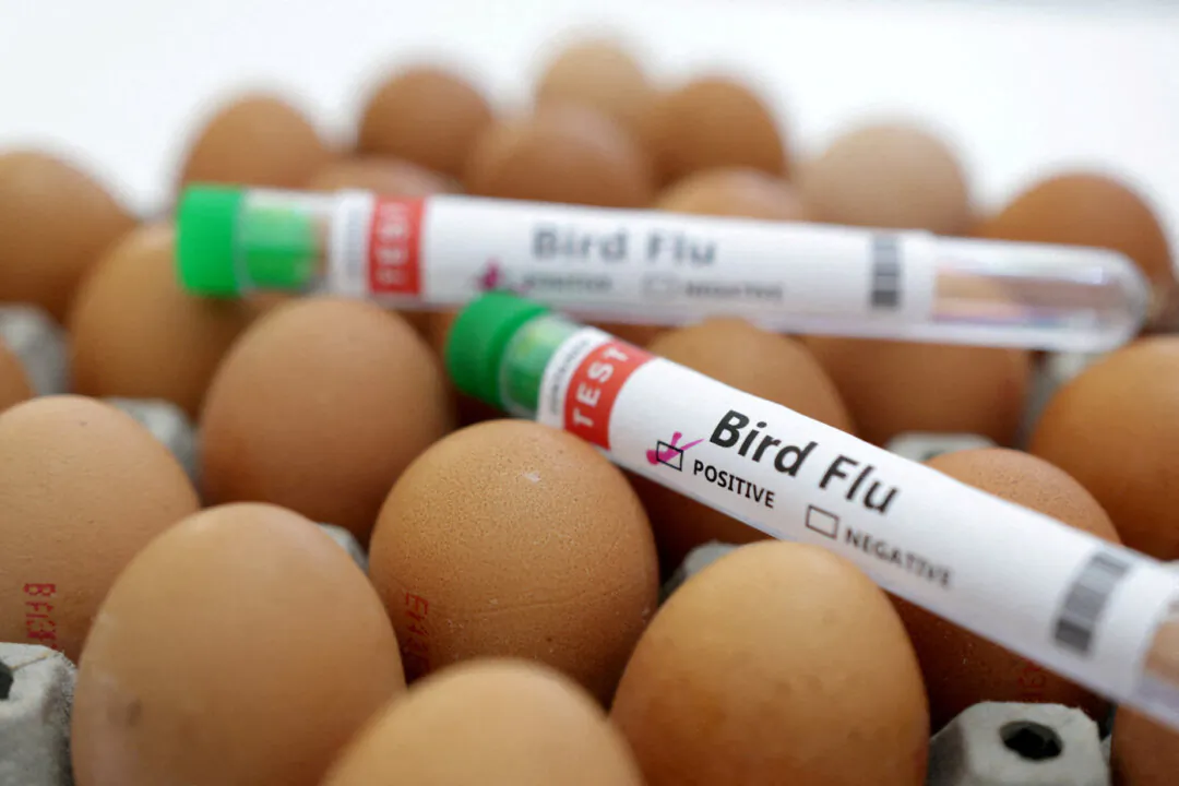 Test tubes labelled "Bird Flu" and eggs are seen in a picture illustration on Jan. 14, 2023. (Dado Ruvic/Illustration/Reuters)
