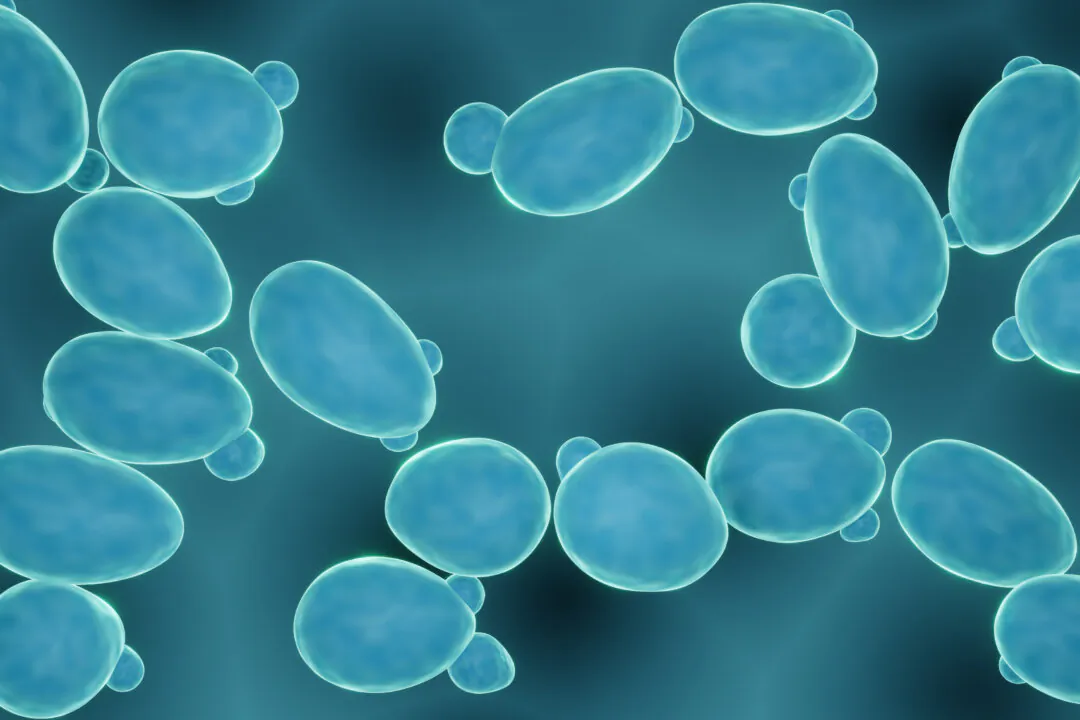 Saccharomyces boulardii is a friendly yeast recently discovered to improve symptoms in multiple sclerosis patients in a four-month study. (Shutterstock)