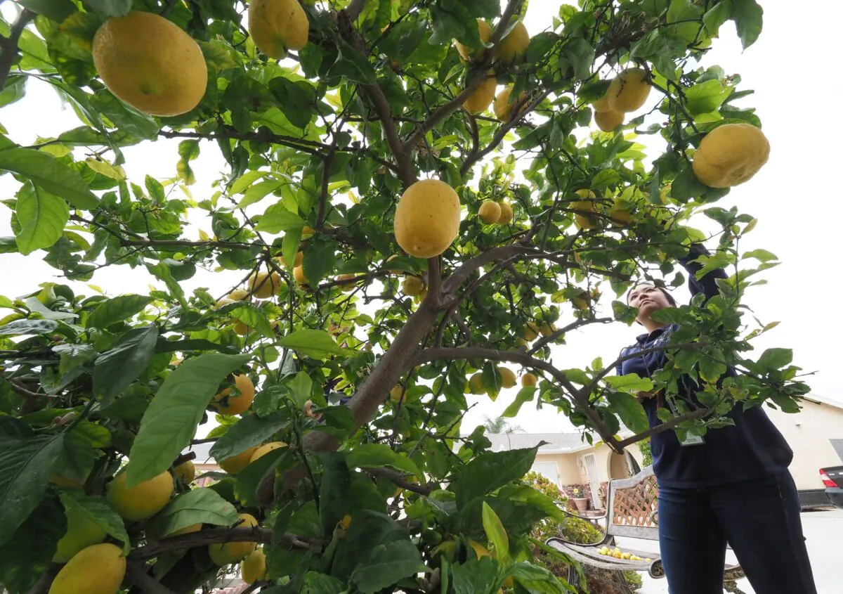 An agricultural inspector inspects a residential lemon tree for pests in Whittier, Calif., on April 18, 2018. (Robyn Beck/AFP via Getty Images)