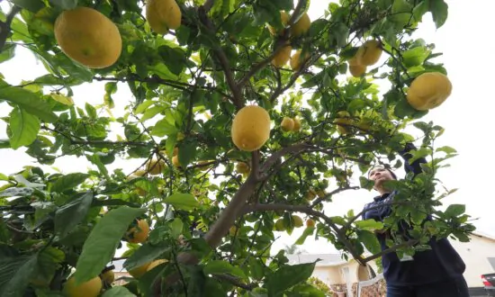 State Quarantines Parts of LA, Ventura Counties After Record Numbers of Fruit Flies Detected