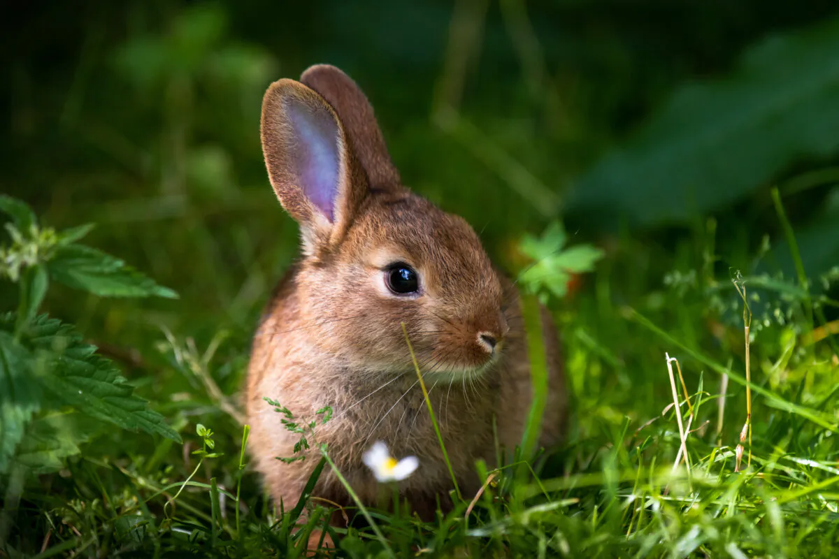 Most rabbits build their nests out in the open, sometimes in the middle of the lawn. (FullframeFactory/Shutterstock)