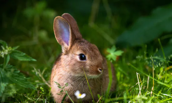 Leave Wild Baby Bunnies Alone