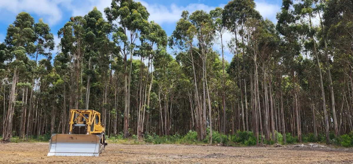 Machinery sits in front of a regrown plantation forest waiting to be cleared for new housing development in Albany, Western Australia, on Nov. 3, 2023. (Susan Mortimer/The Epoch Times)