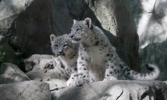 Rare Snow Leopard Cubs Make Public Debut at Bronx Zoo, New York