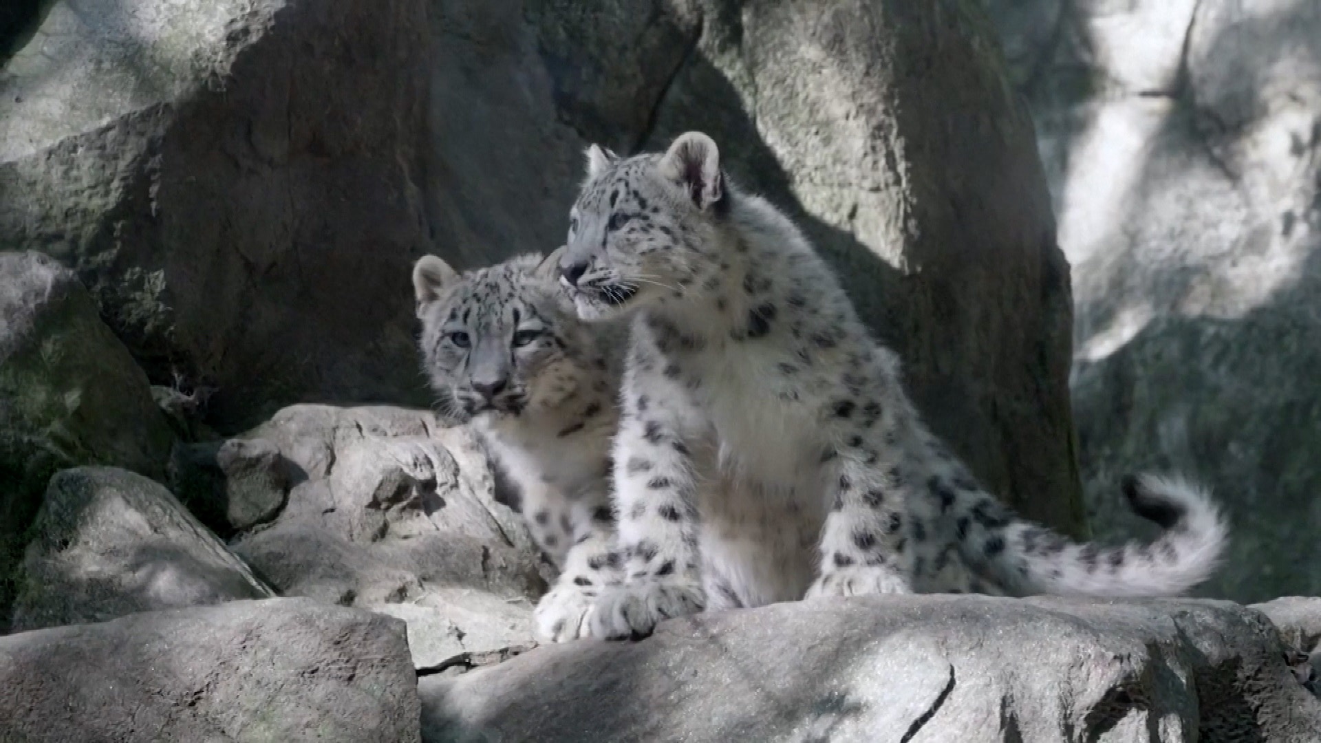 Rare snow leopard cubs debut at Bronx Zoo, NY.