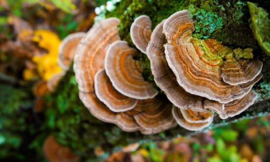 Turkey Tail: Nature's Immune Boosting, Cancer Fighting Powerhouse