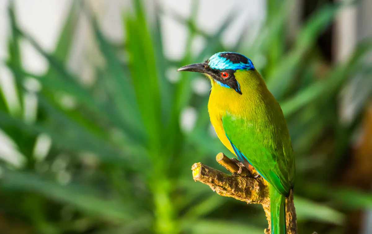 If you don't see a blue-crowned motmot in the wild, head over to the bird sanctuary in Panama City to find it and other breathtaking bird species. (Dreamstime/TNS)