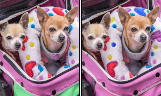 Spot the Difference Daily – Can You Find the 10 Differences?