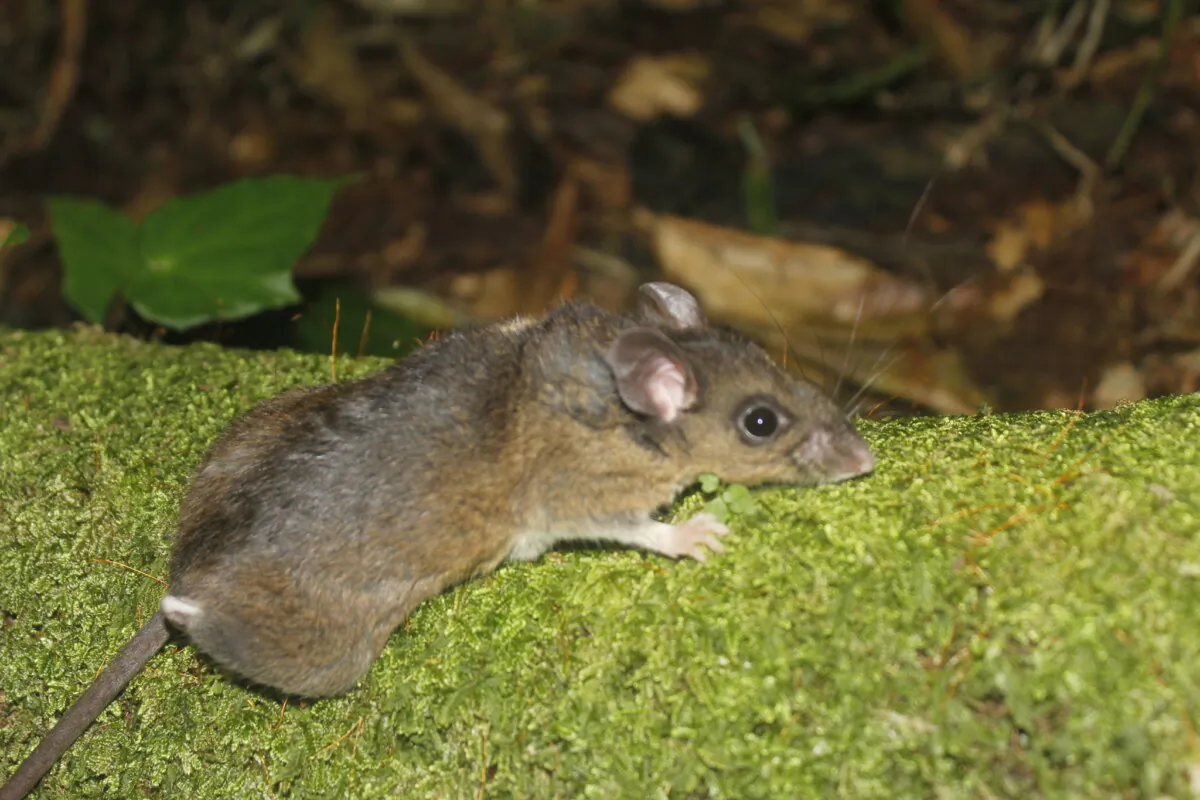 A Mexican deer mouse in a file photo. (Juan Cruzado Cortés/ Wiki Commons)