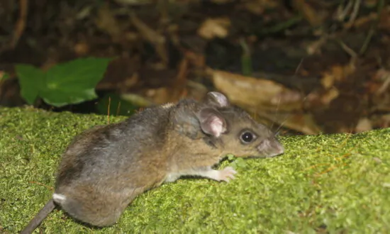 Deadly Hantavirus Found in 3 Deer Mice in San Diego County