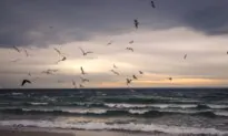 Winter Beaches Beckon to Chilly Snowbirds