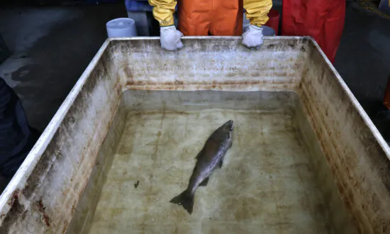 US Regulators Will Review Car-Tire Chemical That Kills Salmon, Upon Request From West Coast Tribes
