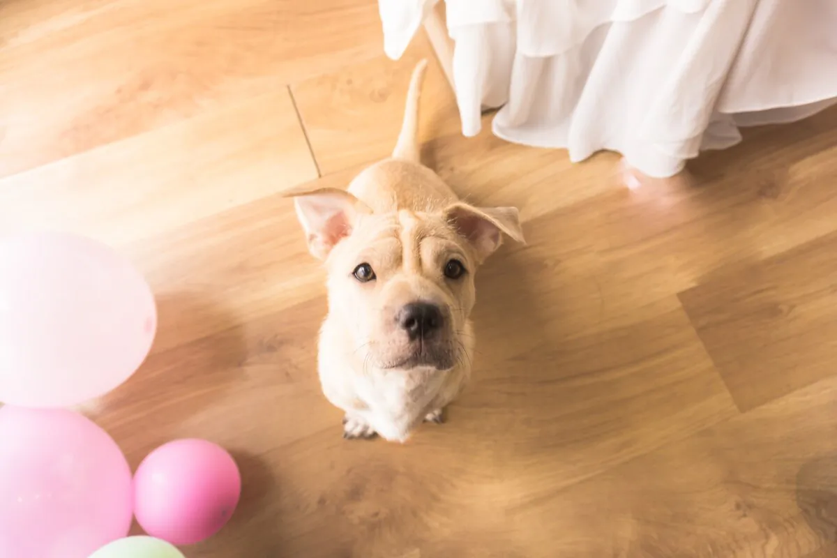 Updating flooring is a chance to refresh a space. (Unsplash)