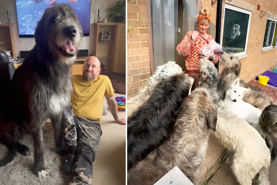 Couple Who Lives With 11 Irish Wolfhounds in a 3Bedroom House Spends