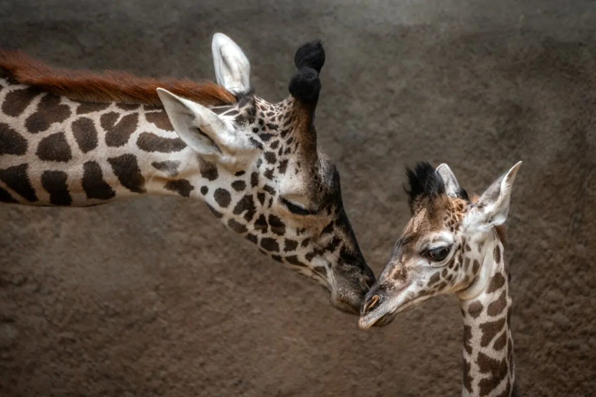 A baby male Masai giraffe and his mother at the L.A. Zoo in Los Angeles. (Courtesy of the L.A. Zoo)