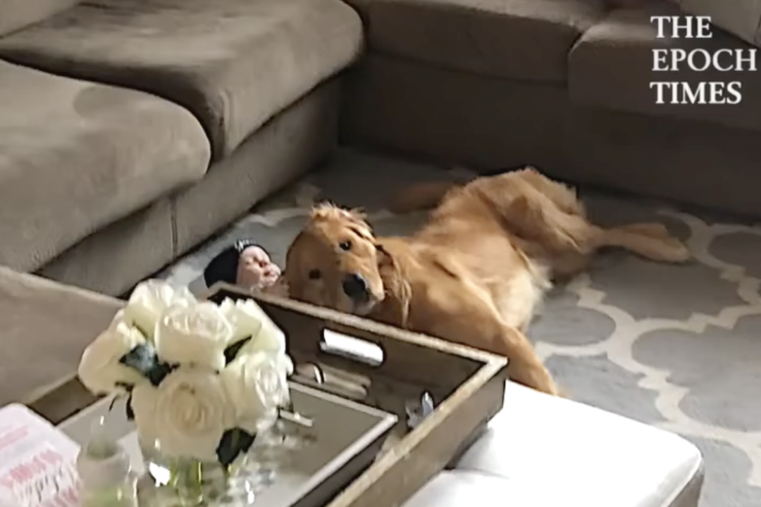 4-Month-Old Baby Boy Lovingly Snuggling With Golden Retriever Is the Cuteness You Need Today