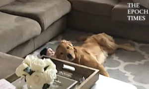 4-Month-Old Baby Boy Lovingly Snuggling With Golden Retriever Is the Cuteness You Need Today