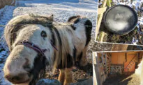Neglected, Sick Pony Surviving on Moldy Hay in Snowy Barren Field Gets Rescued, Owners Sentenced