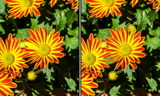 Spot the Difference Daily – Can You Find the 10 Differences?