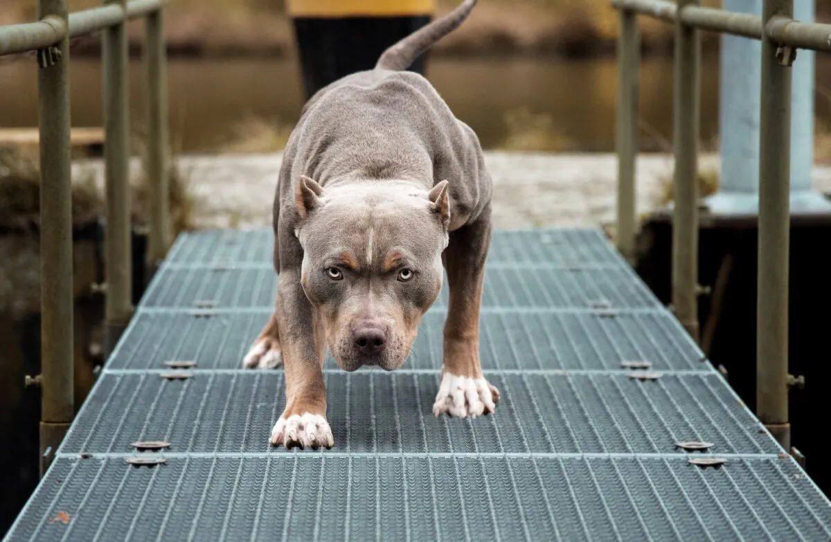 A pit bull in a stock photo. (Luxorpictures/Shutterstock)