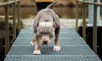 Utah Woman Who Had Leg Amputated After Dog Attack Has Died, Police Say