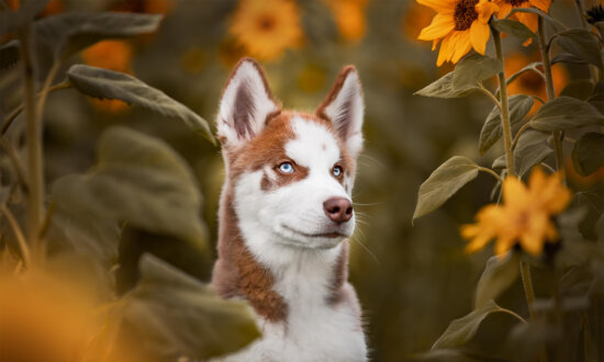 2023 International Pet Photographer of the Year Awards Showcase 'Best Pet Portraits on the Planet': PHOTOS