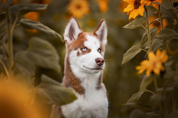 2023 International Pet Photographer of the Year Awards Showcase 'Best Pet Portraits on the Planet': PHOTOS