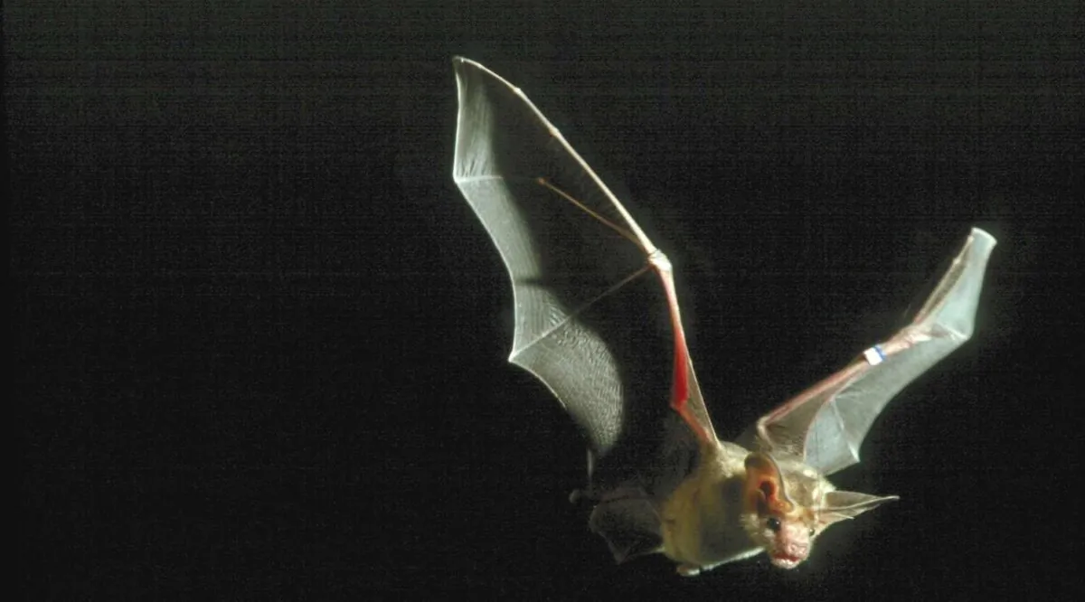 A pallid bat. (Courtesy of Dr. Brock Fenton)