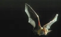 Pallid Bat Becomes One of California’s New State Symbols