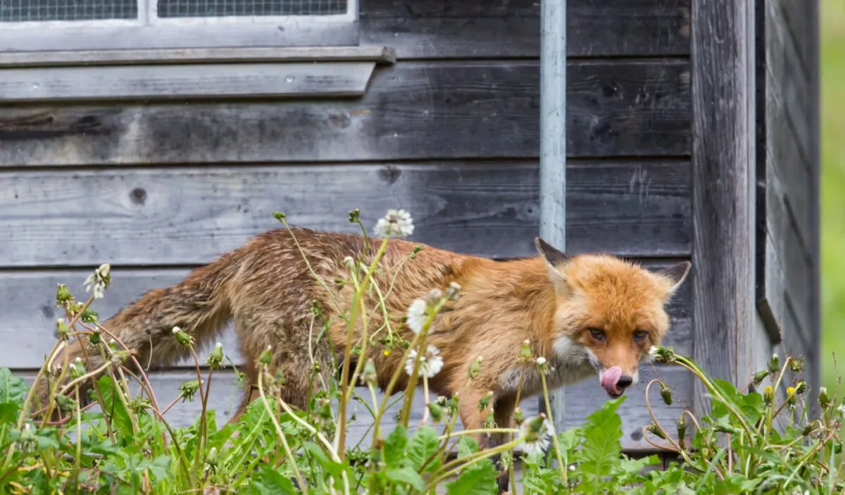 (Pascal Halder/Shutterstock)