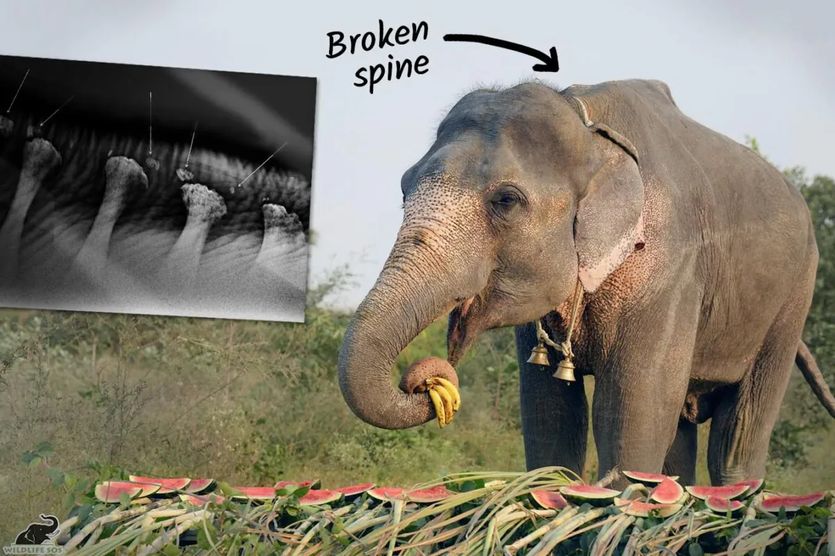 (Courtesy of Wildlife SOS)