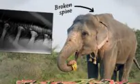 Rescuers Find Bull Elephant Used for Begging on Streets With Broken Spine—Give Him New Home