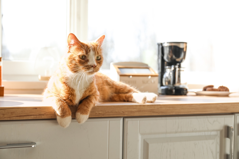 Cats are known to leap up on a counter, and are definitely going to want to inspect the contents of any bowl or food container. (Pixel-Shot/Shutterstock)