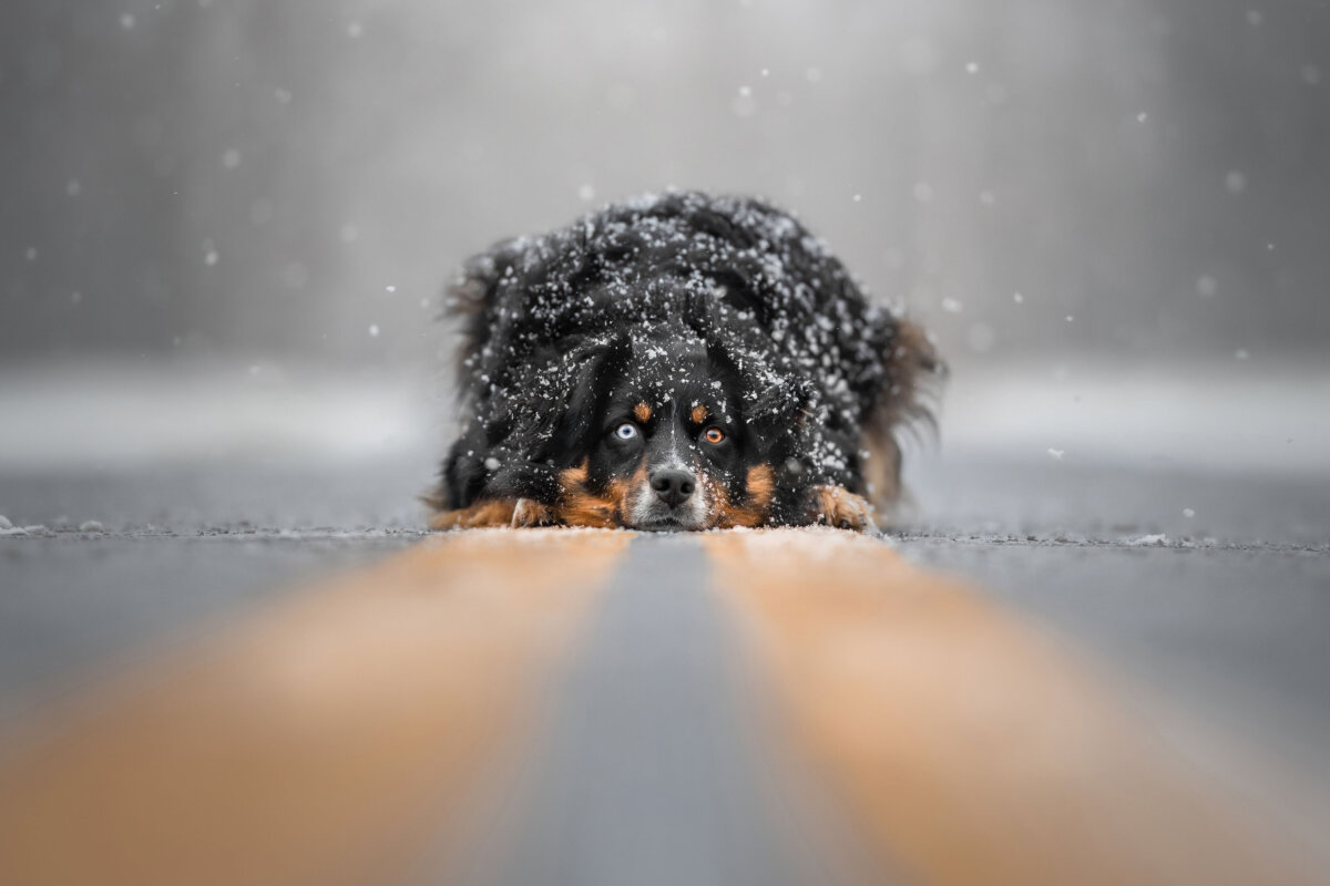 "Serene Snowfall," by Grace Fieselman.