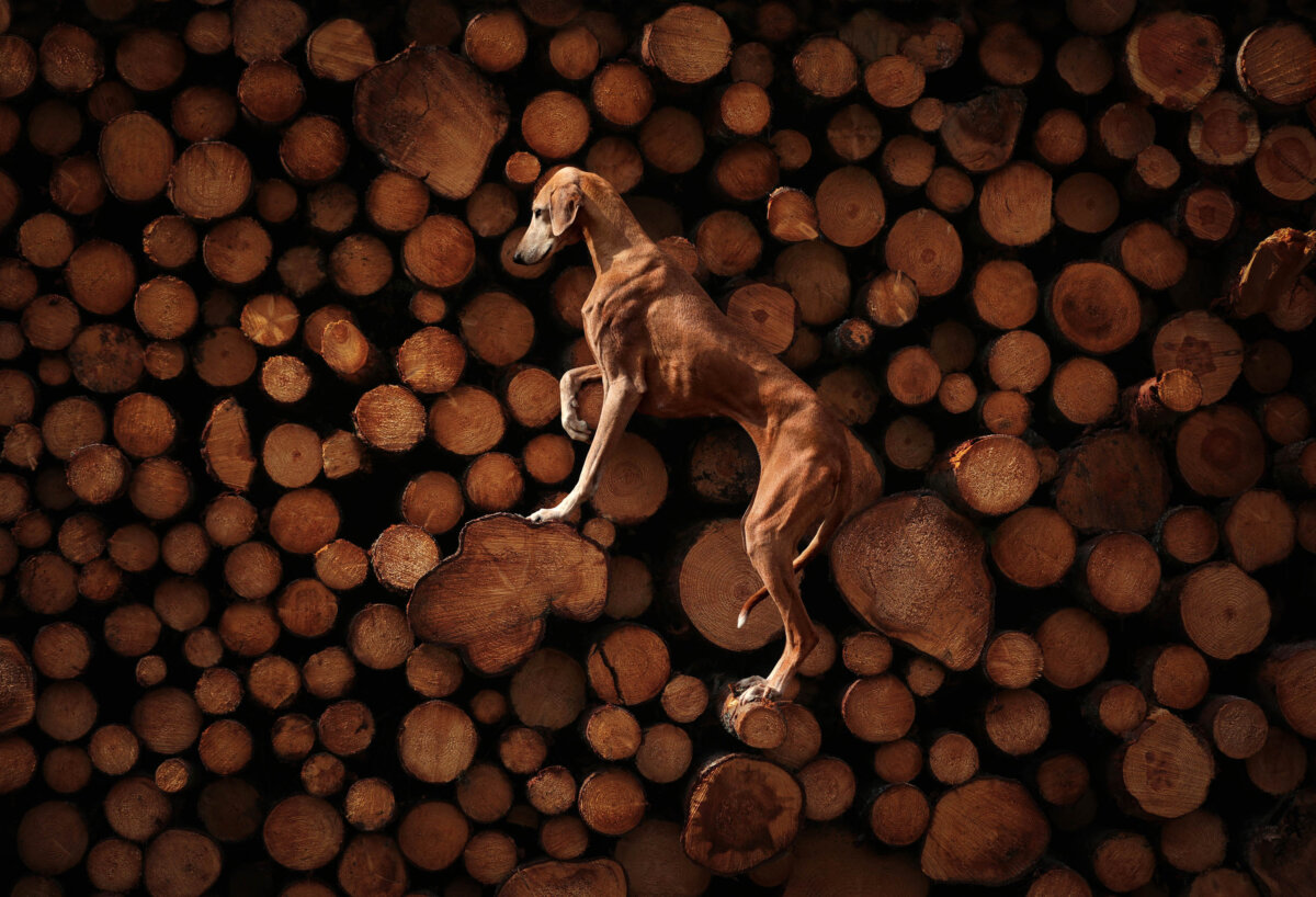 "Ascending Serenity," by photographer Sanna Sander.