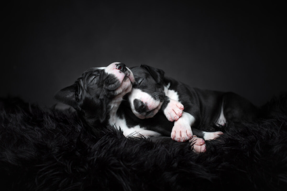 "Puppy love," by photographer Tuss Bennergård.