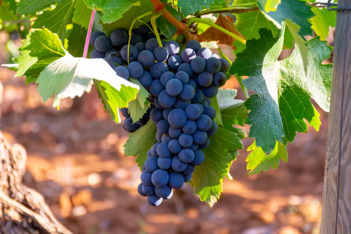 Merlot grapes like soil with clay in it. (barmalini/Shutterstock)
