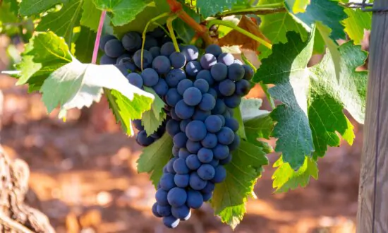 Merlot