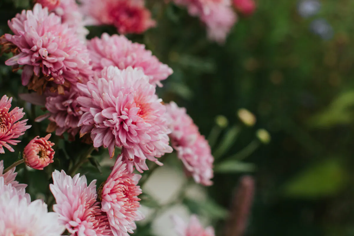 There are around 20 species of mums and thousands of varieties. (Marinka Buronka/Shutterstock)