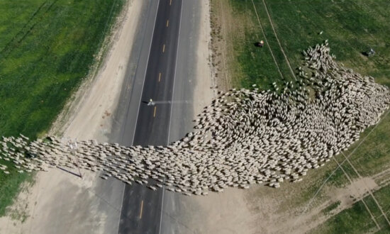 Mesmerizing Drone Footage Captures Herd of Sheep Crossing the Road in Washington