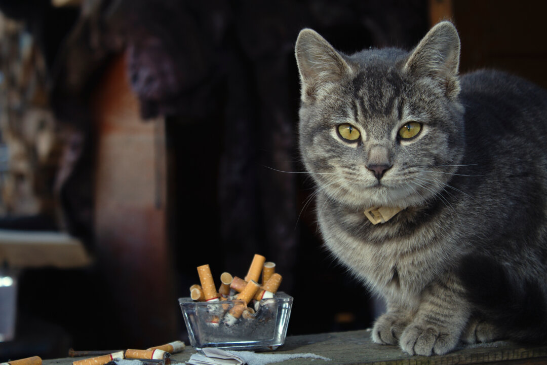 secondhand-smoke-causes-cancer-in-cats-the-epoch-times