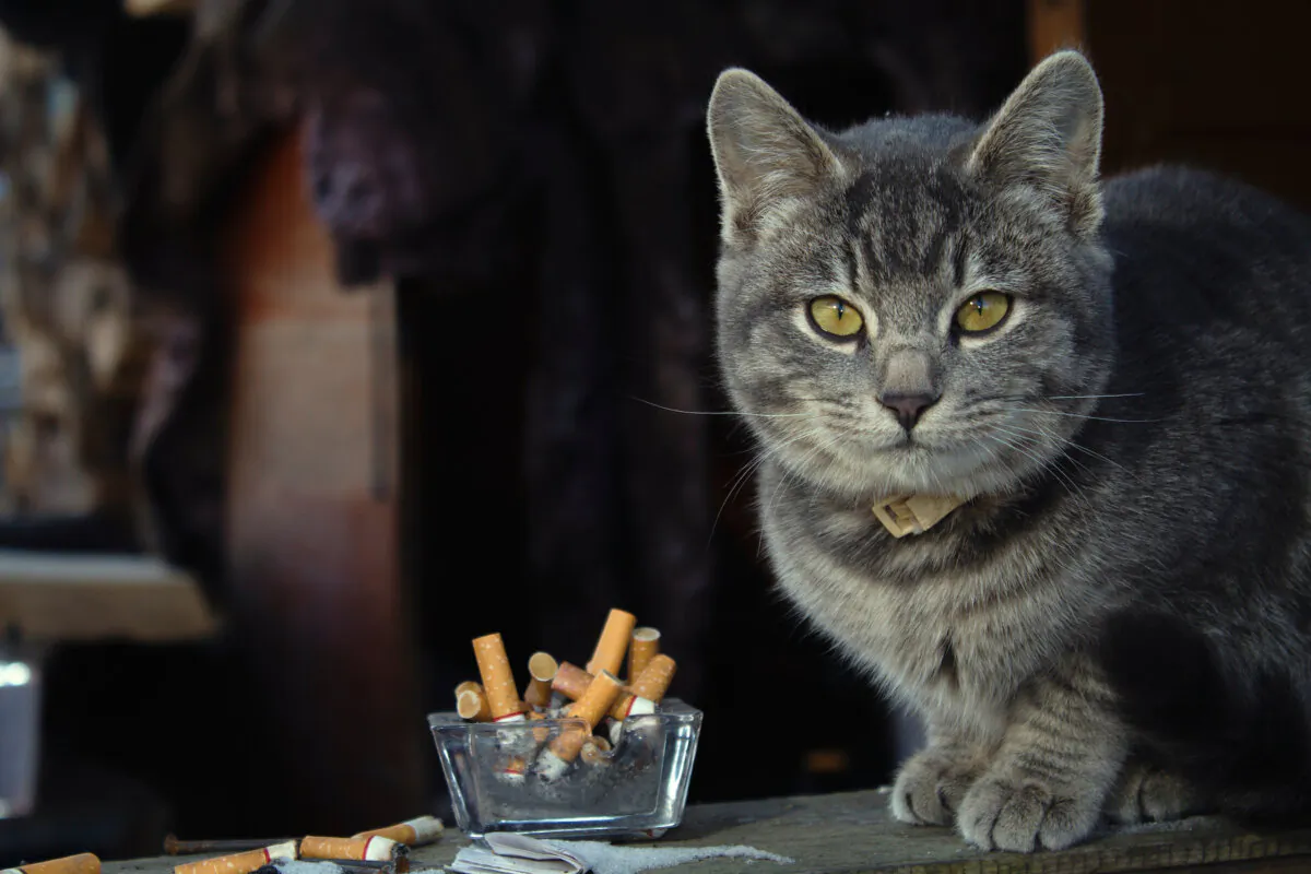 Second hand smoke can be detrimental to pets. (Alexandr Kharlov/Shutterstock)