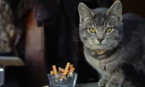 Secondhand Smoke Causes Cancer in Cats